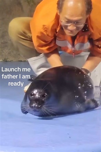 Discover the World of Elephant Seals and Their Habitats