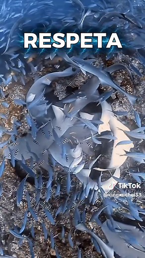 Diving into Caribbean & Latino Culture