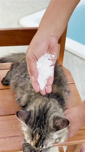 Conseils de santé pour enfants et animaux de compagnie