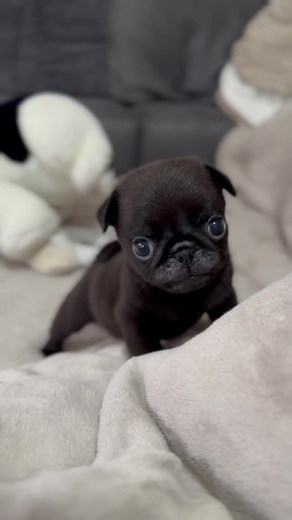 Dieser süße kleine Mops-Junge liebt es, ausgelassen zu spielen🥰 #mopswelpe #mops #mopsliebe #pugpuppy #pug