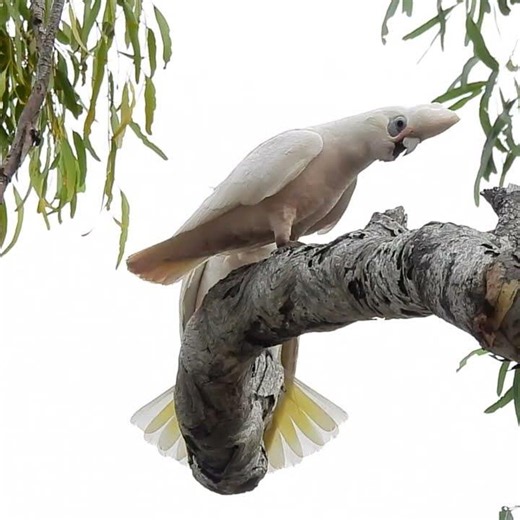Caught on Camera: Corellas Flashing Their Crests! 🦜🔊💥