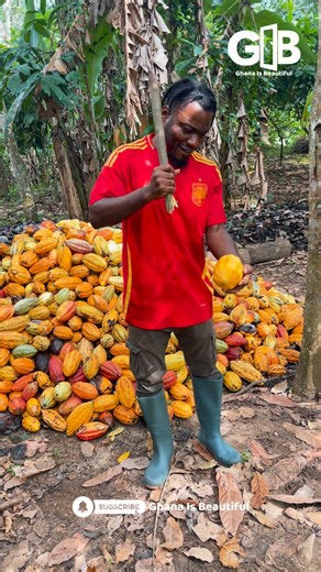 Cracking Open the World’s Best Cocoa From Pod to Chocolate 🍫🇬🇭 | Experience Ghana’s Cocoa Farm Tour with Ghana is Beautiful - 233505500220 Ghana is Beautiful ❤️ #ghanaisbeautiful | Ghana is Beautiful