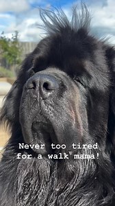 He is just too cute ☺️ #newfiesofinstagram #newfoundlands #newfie #newfoundlandsofinstagram #newfielove #newfiepup #newfiepup #newfies #newfielife #dog #lovestory | Newfoundland Lover