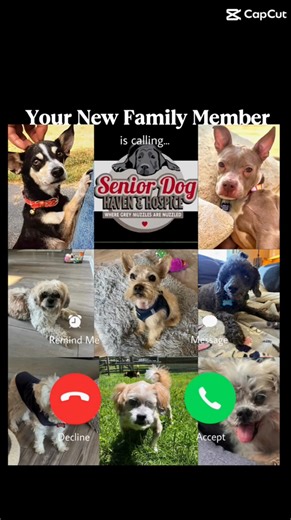 5.1K views · 169 reactions |  Senior Dogs, Endless Love  These...