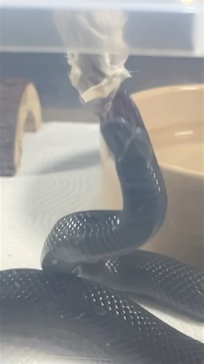 AODA | Mexican Black Kingsnake | #strike #short 🖤🎬 (18.09.25)