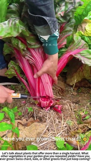 The Giving Plant: Harvesting Swiss Chard (牛皮菜) with a Sickle 🌱