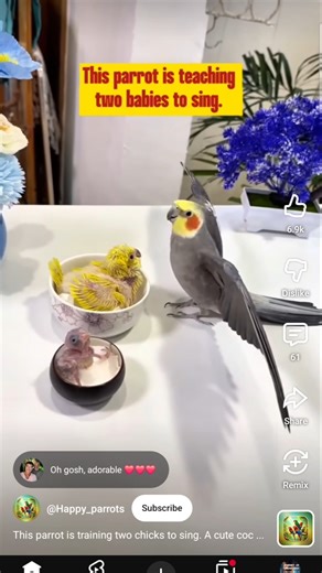 This Cockatiel Parrot is teaching two young chicks to sing #cockatiel #parrot #birds #cocktail #yt