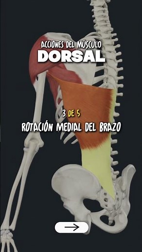 🍗 DAY 4 / 600 · RIB DORSAL