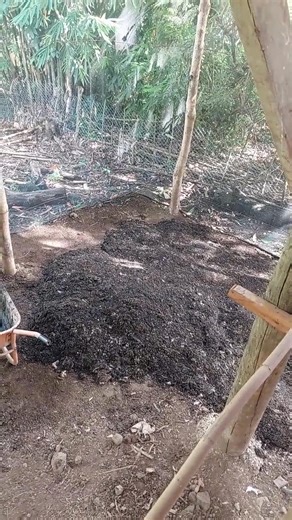 Chicken dung organic fertilizer #chickendung #organicfertilizer | Jetro Turtoga