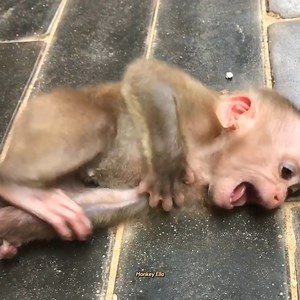 13K views · 225 reactions | Look at that angry baby monkey crying of me 凉 | Baby Monkey Life | Facebook