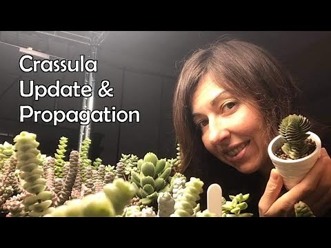 Crassula Propagation and Crassula Collection Update October 2021