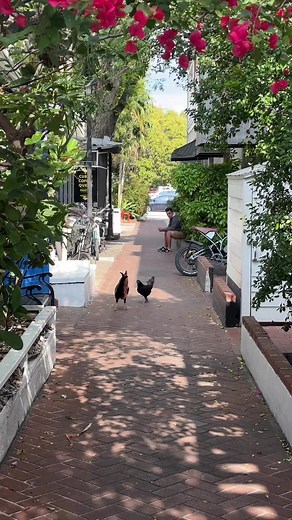 Chickens and beautiful pathways in Key West never get old 🐓#keywestchicken #keywestflorida #keywestfl #floridavacation #floridavacay #chickens | Key West Virtual Tours