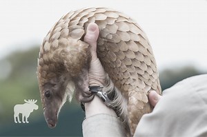 Armadillo Vs Pangolin: Side By Side — Forest Wildlife