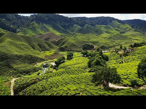 Los espectaculares campos de té de CAMERON HIGHLANDS en Malasia