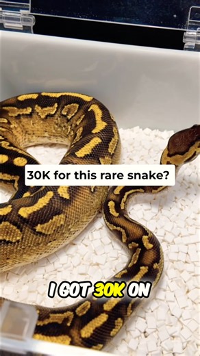 Puzzle Paint Ball Python At Hulker’s Herps Table For $30k!