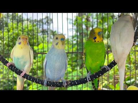10 Hours of Budgie Sounds to Encourage Your Parrot to Eat and Sing 🐦 | Happy Budgies Singing All Day