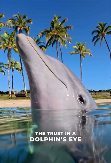 The Captivating Gaze of Dolphins: Trust and Connection