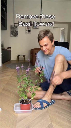 What to do with basil flowers #basil #italianfood #planthack #shorts