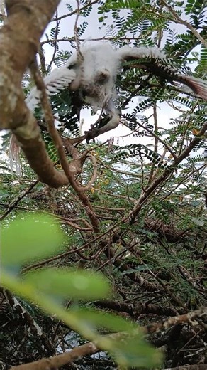 When flying gets tough! Baby bird learns to jump #nest #itsabird #betterbird #allbirds #birdwatching