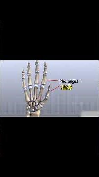 人体手部骨骼结构