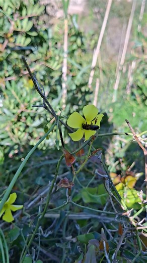 Stunning nature, bees, another amazing story #nature #shortsvideo #video