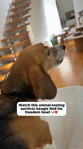 Miles spent the first few years of his life in an animal-testing laboratory. Even though he was rescued in 2022, he’s just now learning to howl. 🐶❤️‍🩹 Animal-testing survivor beagles often don’t howl right away in their adoptive homes, because in labs, they’re kept isolated and silent—often punished for making noise, and never part of a true pack, with no one to call to. With time, love, and a sense of safety, they begin to understand they belong—and that’s when they find their voice. We are s