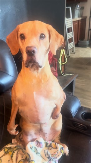 Rescued Dog with No Front Legs: Help Josh and his Critters