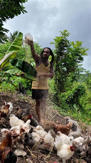 Feeding My Chickens #shortsfeed #food #offgrid