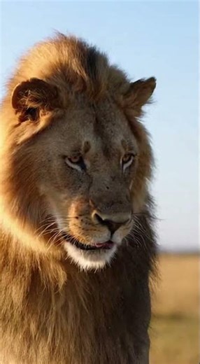 Epic Lion Fail! Zebra's Surprising Defense #funnyanimals #wildlife #lionfail #safari #comedy