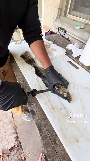 How to fillet a Walleye. How to fillet a fish. Cleaning a fish. #walleye #walleyefishing #howtofillet @Rapala