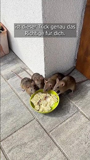 Getting rid of rats and mice – easier than you think