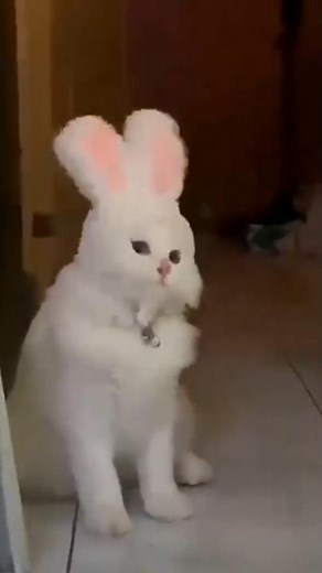 😁😂 Funny cat moments🐱