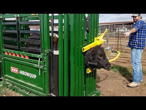 First time to use the Arrowquip Q-Catch 74 Series Cattle Chute