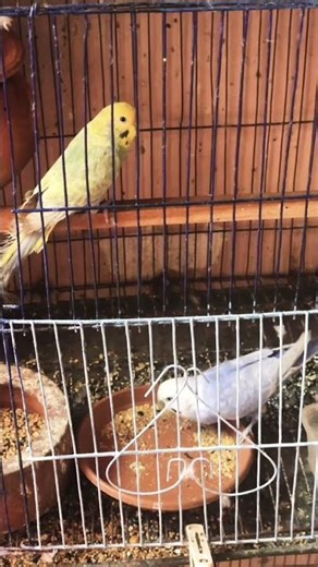 ai ai tiye 🌸🕊️ #shorts #foryou #viral