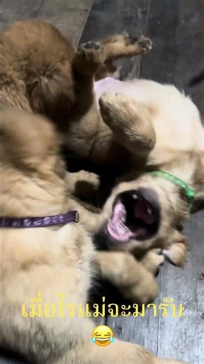 เมื่อไรแม่จะมารับผมสักที #ลูกแม่หมอนทอง #โกลเด้น #เด้นน้อย #goldenretreiver