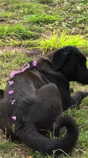 Meet the Big Yellow Flower Dog of Chinese Village