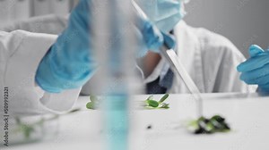 Plant, GMO in laboratory - biotechnology and GMO concept. Food quality control expert checks food samples in the laboratory. A scientist examines a test tube with a germ in a liquid in a laboratory.