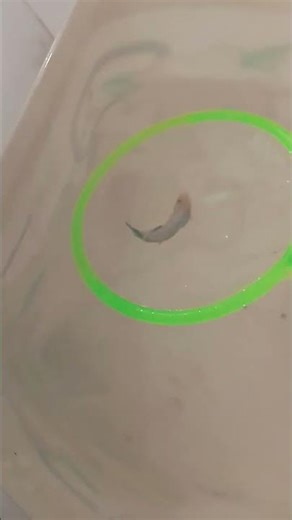 fighter fish with four colour #viral #automobile # fish 🐟