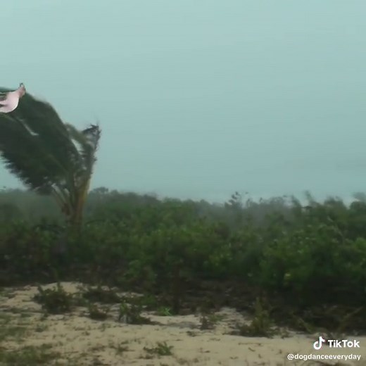 Dancing Dog Memes and Hurricane Fun on Day 148