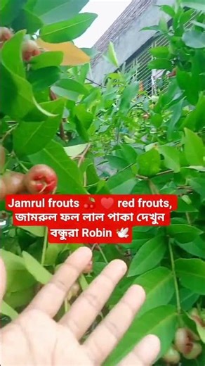 #robinmojumdar #food #jamrul #frouts #red #fruot