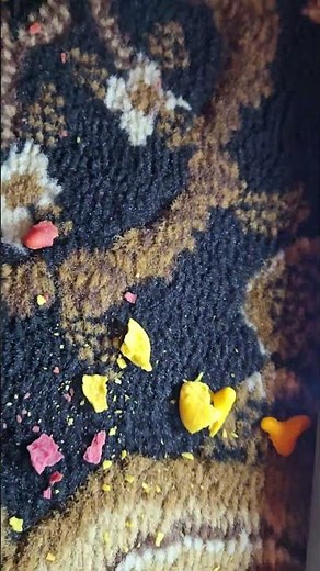 Oreck XL Platinum Plus Cleaning Power