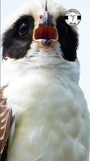 Laughing Falcon 🐦🦜🕊️🎵❤️ #shorts #birds