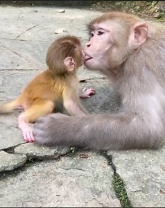 1.8K views · 72 reactions | Extremely sweet mom help cleaning mouth her baby Look amusing | Master Monkey | Facebook
