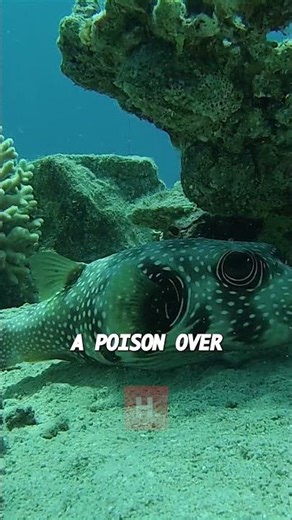 Pufferfish: Cute But Deadly 🐡 #animals #wildlife #oceanlife #animalfacts