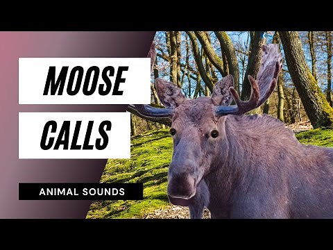 The Animal Sounds: Moose Calls - Sound Effect - Animation
