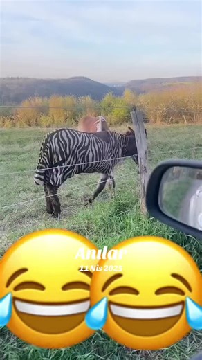 Odoo (@odoo198542)’s videos with orijinal ses - Odoo