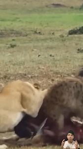 1.5M views · 6.9K reactions | Không làm mà đòi có ăn hả linh cẩu | Animal Review | Facebook