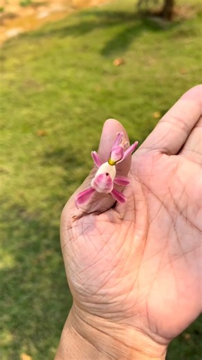 A Chinese tourist discovered a ‘moving orchid’ in Xishuangbanna, located in southwest China’s Yunnan Province. Its true identity is the Orchid Mantis, which is widely distributed in the tropical forests of Southeast Asia. This mantis is known for its remarkable mimicry skills, displaying mostly pink and white colors. It can perfectly imitate an orchid to catch its prey, mainly targeting insects such as flies, butterflies, beetles and bees. #insects #orchids #OMG #mimicking #disguise #wildchina (