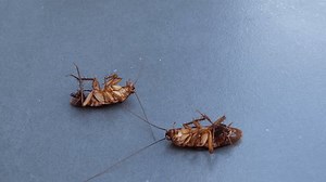 Cockroachs Movement Cockroachs Movement After Hit 库存影片视频（100% 免版税）1110490025 | Shutterstock