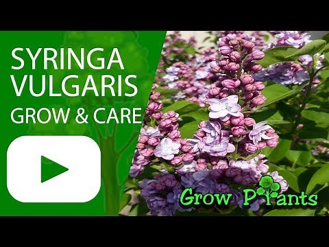 Syringa vulgaris - grow & care (Lilac plant)